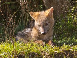 20211220222745 El Palmar National Park fox